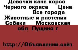 Девочки кане корсо. Черного окраса.  › Цена ­ 65 000 - Все города Животные и растения » Собаки   . Московская обл.,Пущино г.